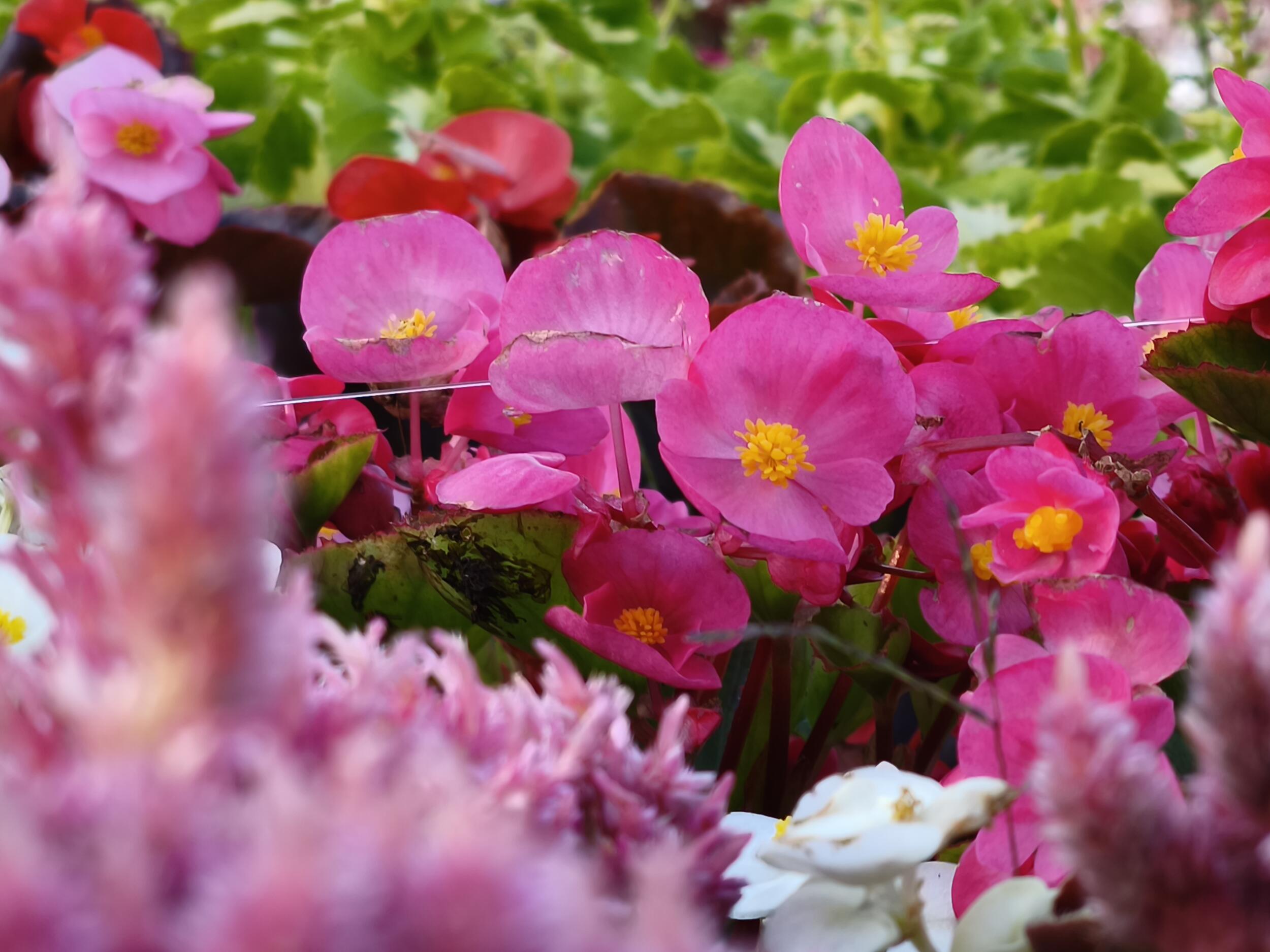 Xiaomi 14T Pro 望遠 × 5:ピンクの花