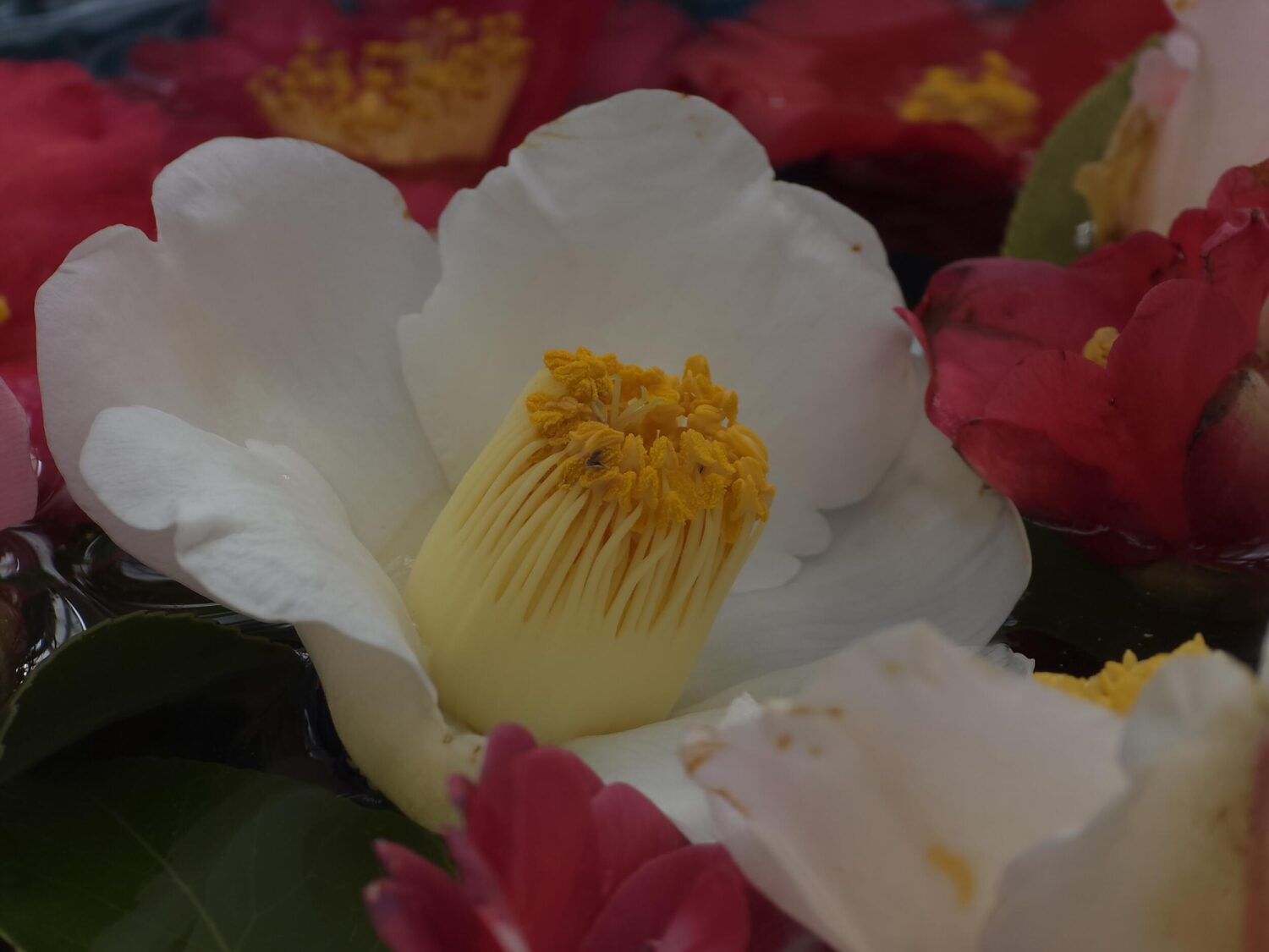 Galaxy S25 Ultra 望遠×5 椿の花