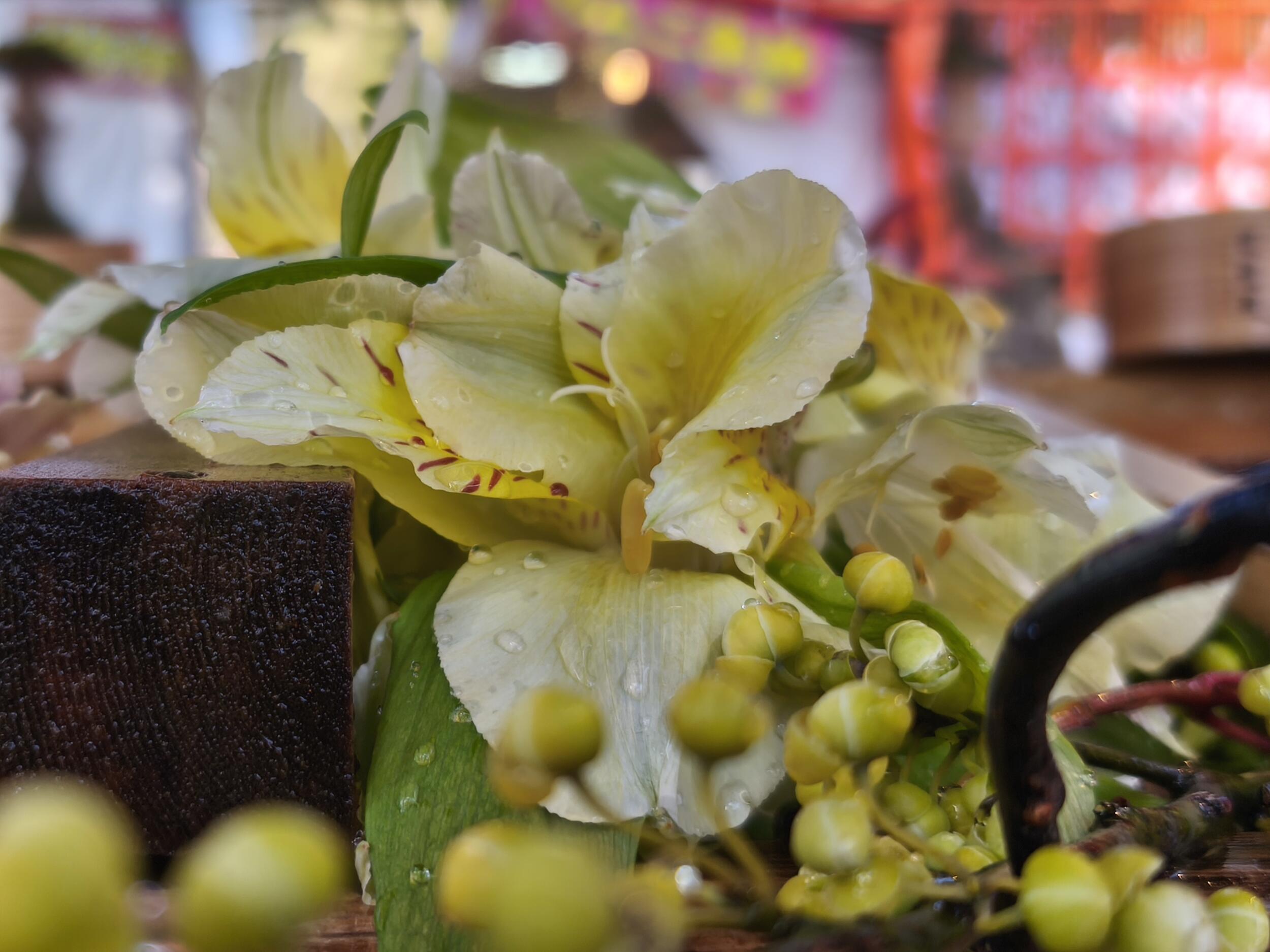 Xiaomi 14T(広角×2)花と背景のボケ感