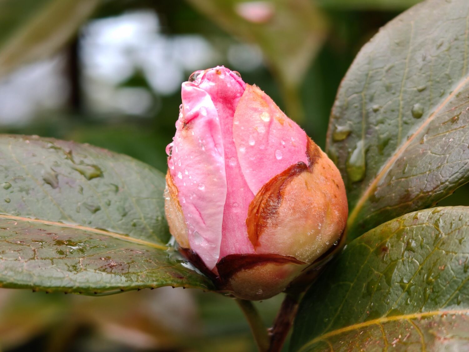 nubia Z70 Ultra(望遠85mm)つぼみ