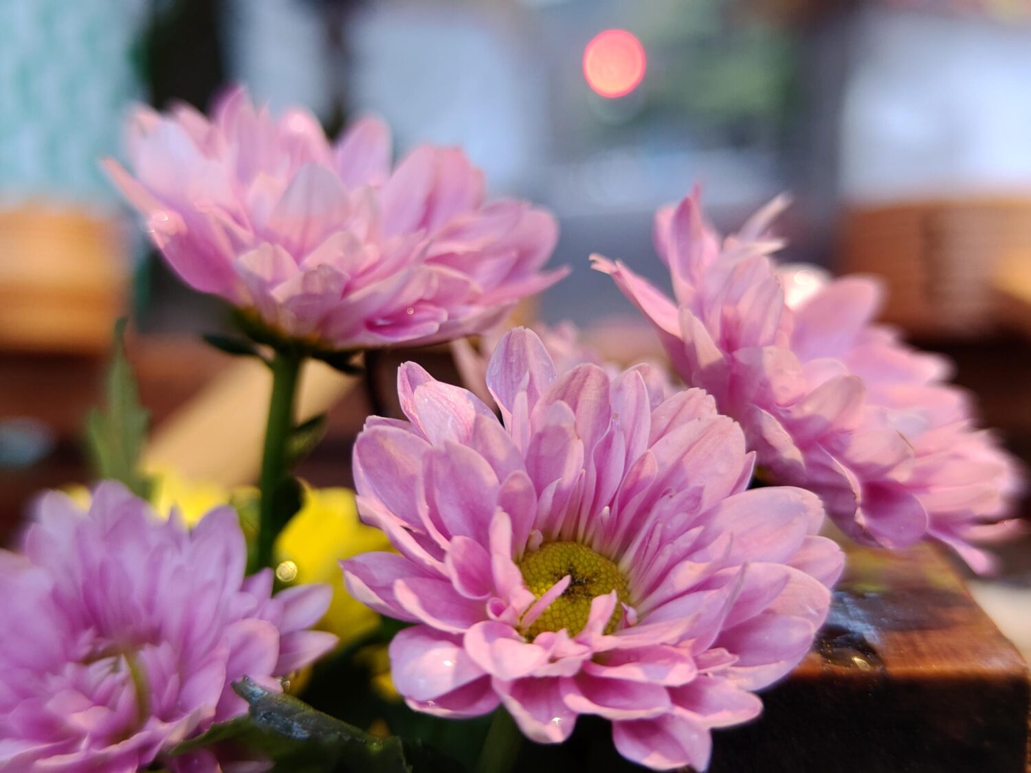 nubia Z70 Ultra(広角50mm)ピンクの花