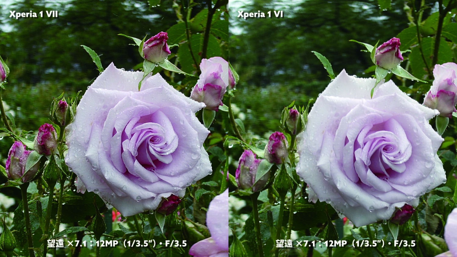 Xperia 1 VII vs 1 VI 望遠カメラ
薔薇