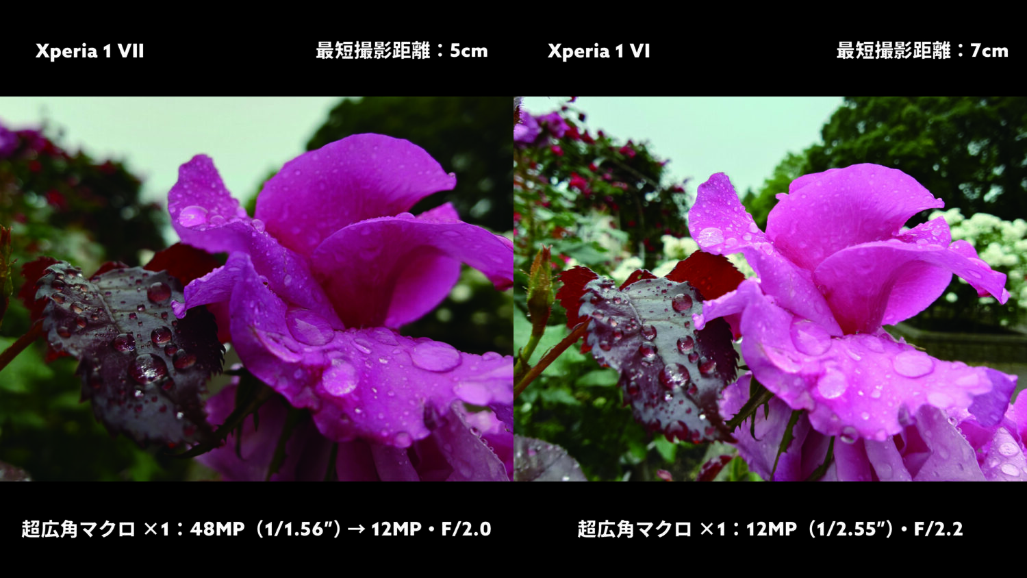 Xperia 1 VII vs 1 VI 超広角マクロ:ピンクの薔薇