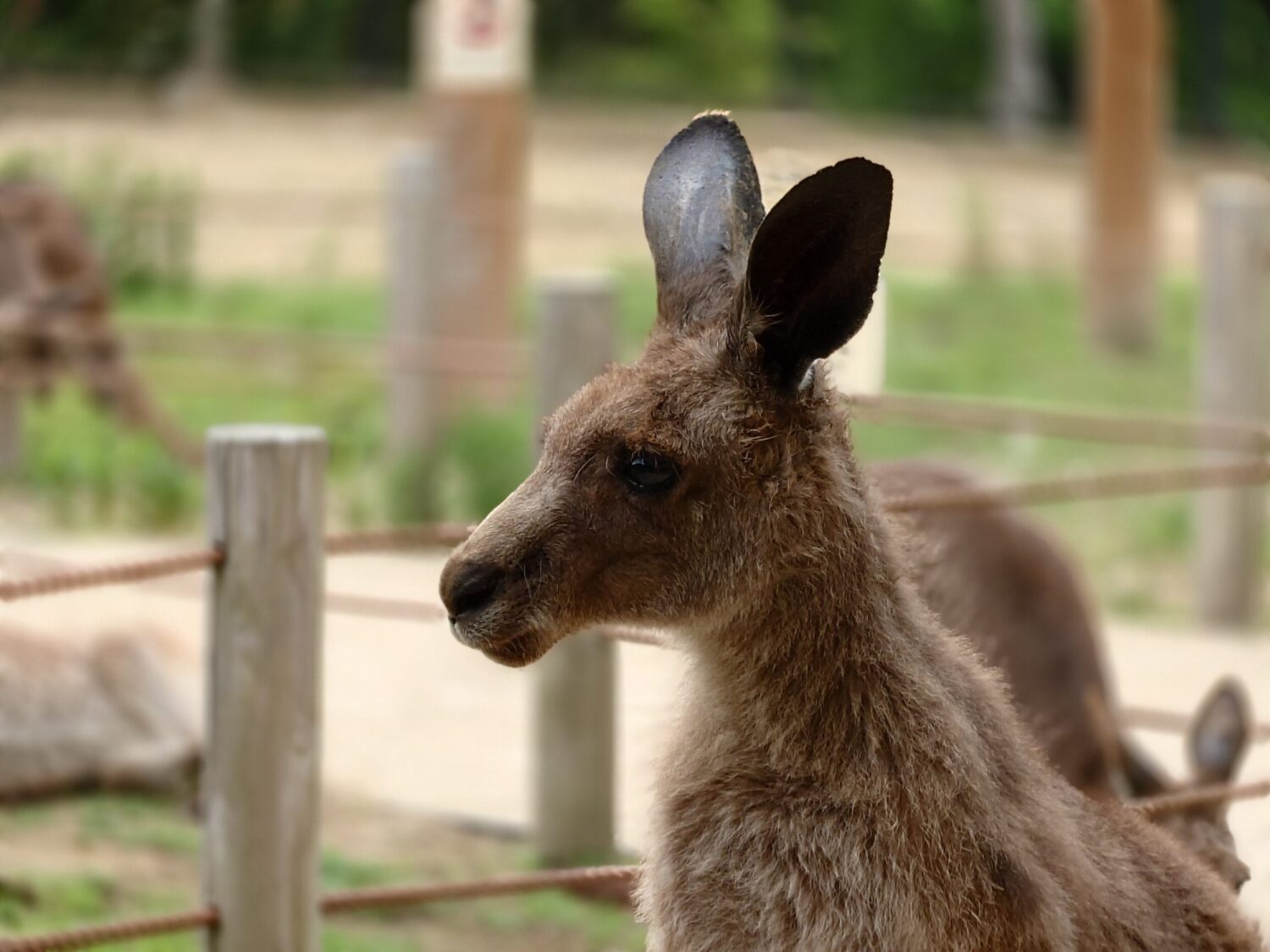 Xperia 1 VII 望遠カメラ+ボケ効果:カンガルー