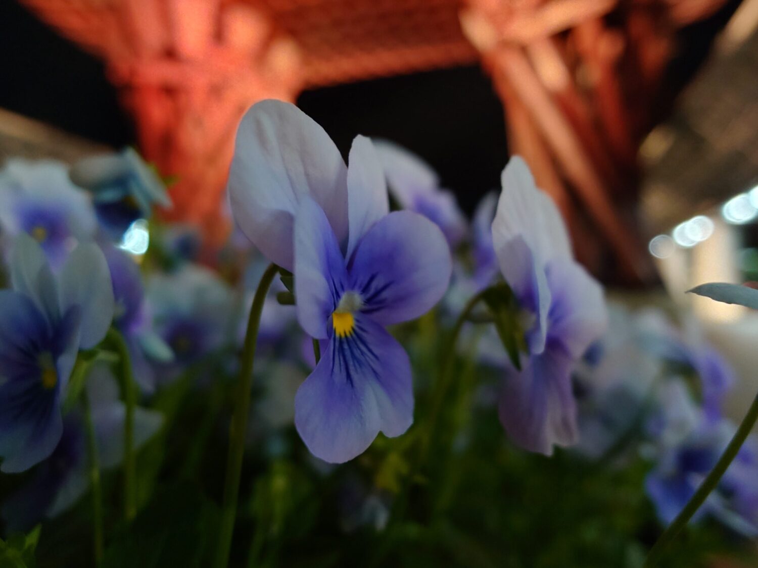 Xperia 1 VII 超広角マクロ:夜の花