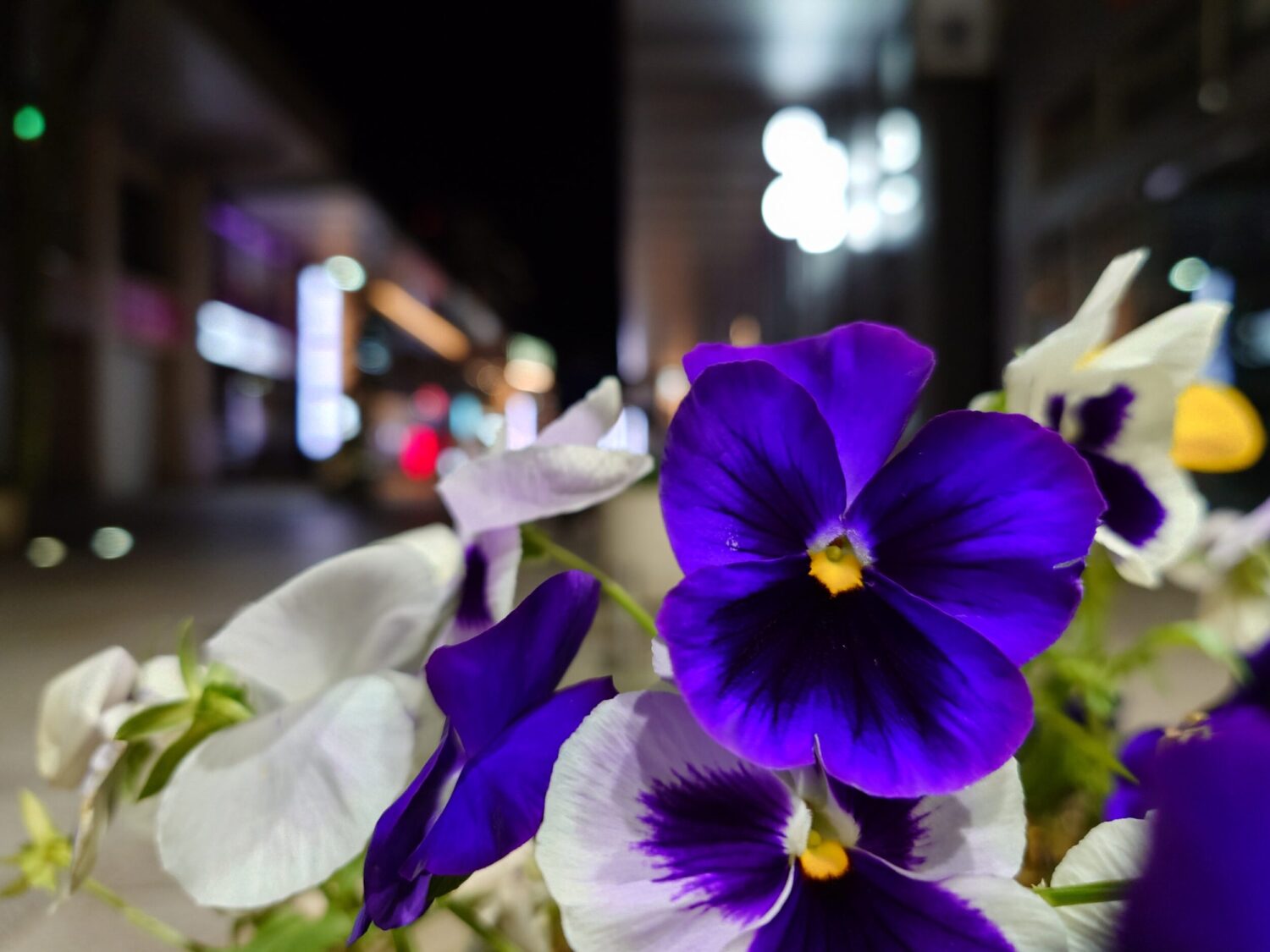 Xperia 1 VII 広角カメラ(×1)花と光玉ボケ