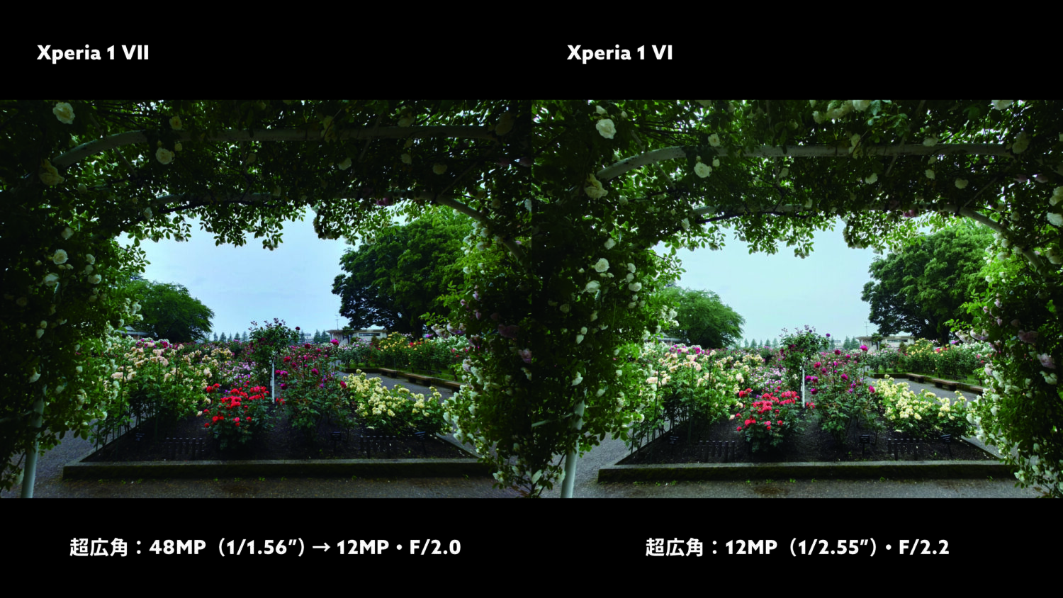 Xperia 1 VII vs 1 VI 超広角カメラ:バラ園