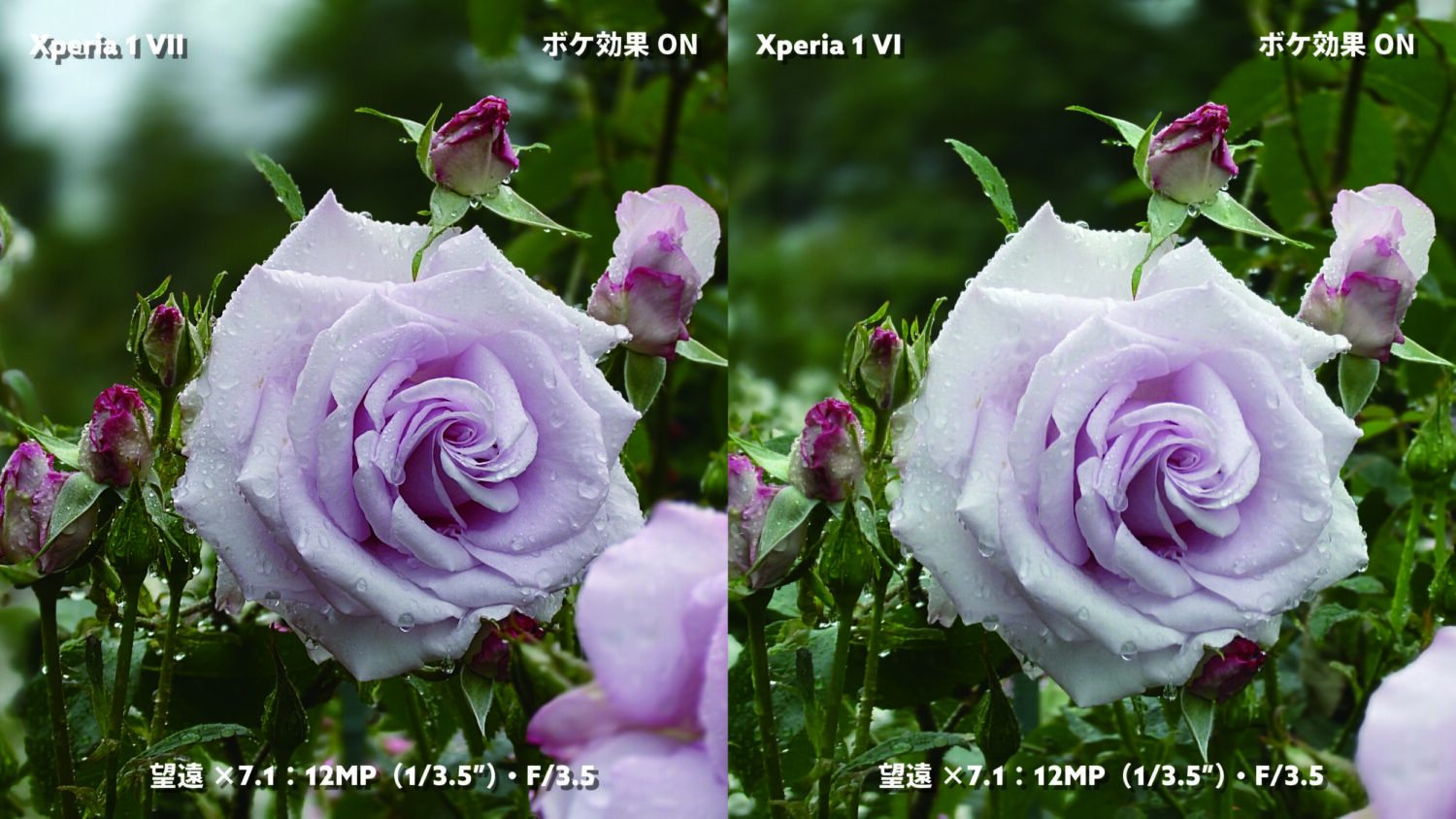 Xperia 1 VII vs 1 VI 望遠カメラ+ボケ効果:薔薇