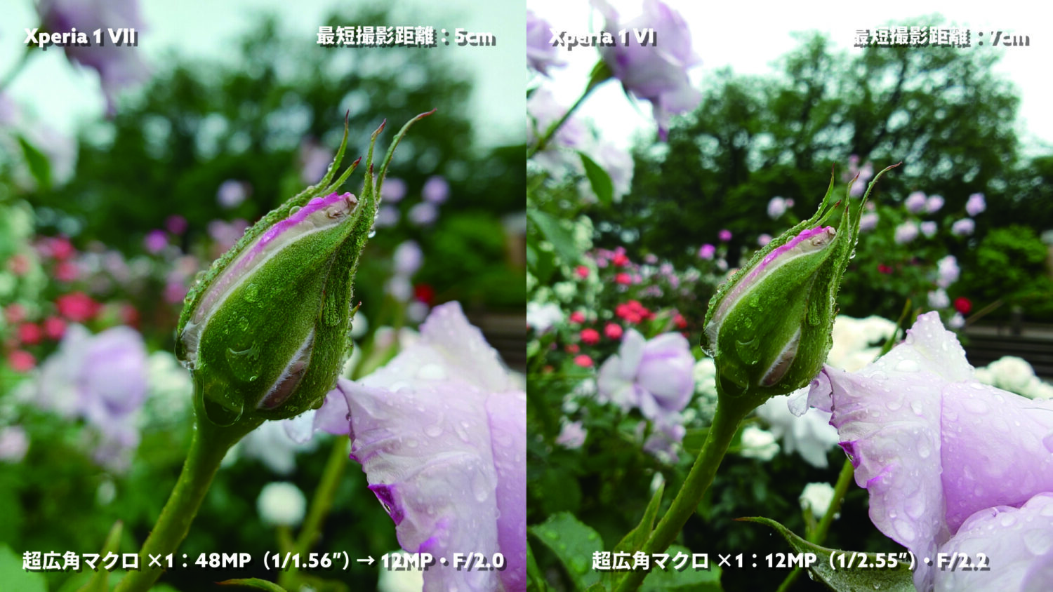Xperia 1 VII vs 1 VI 超広角マクロ:薔薇の蕾
