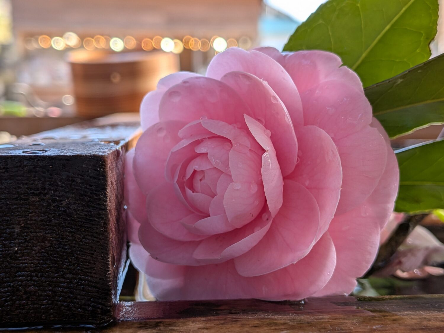 Pixel 9a 広角×1 ピンクの花 マクロ撮影