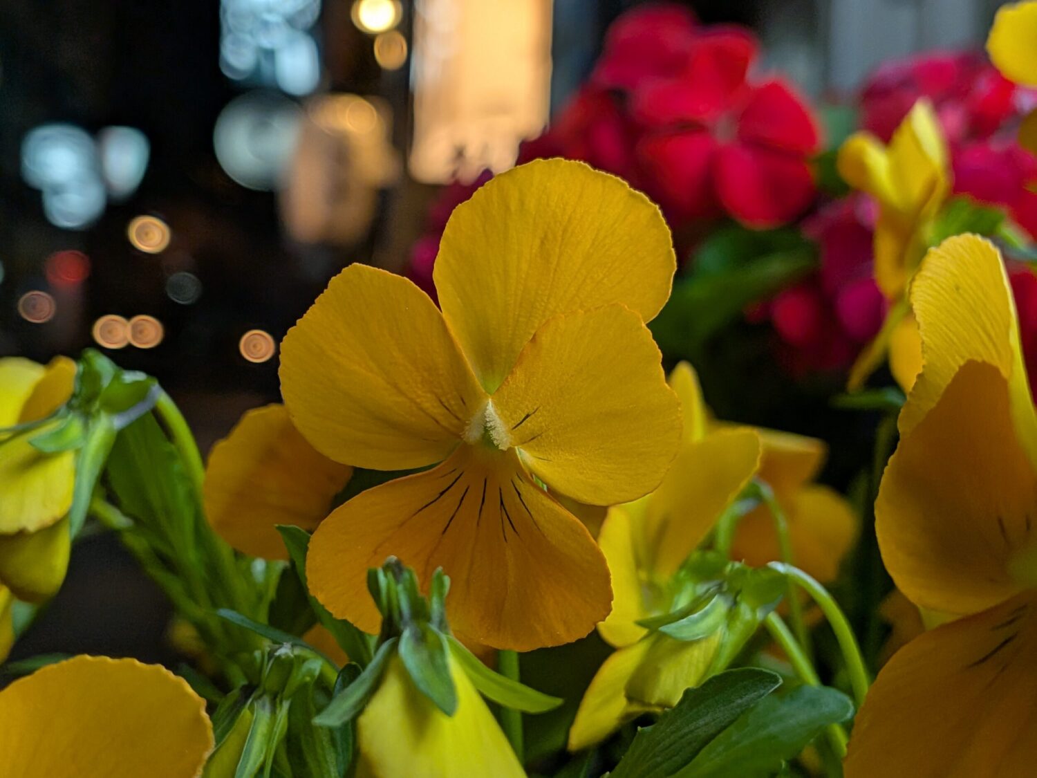 Pixel 9a 広角×1 夜の花 マクロ撮影