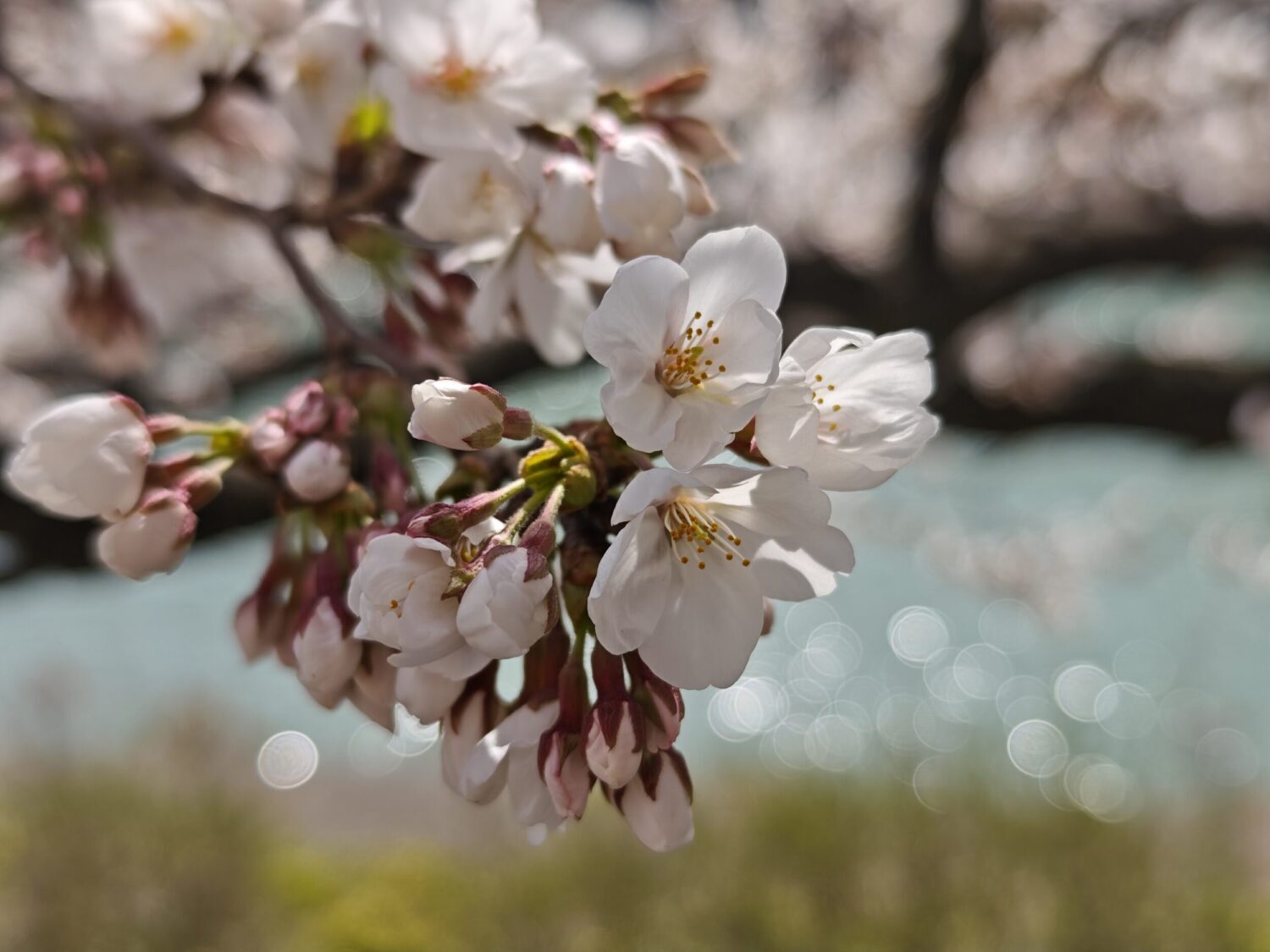Xiaomi 15 Ultra 広角カメラ 桜と河川敷