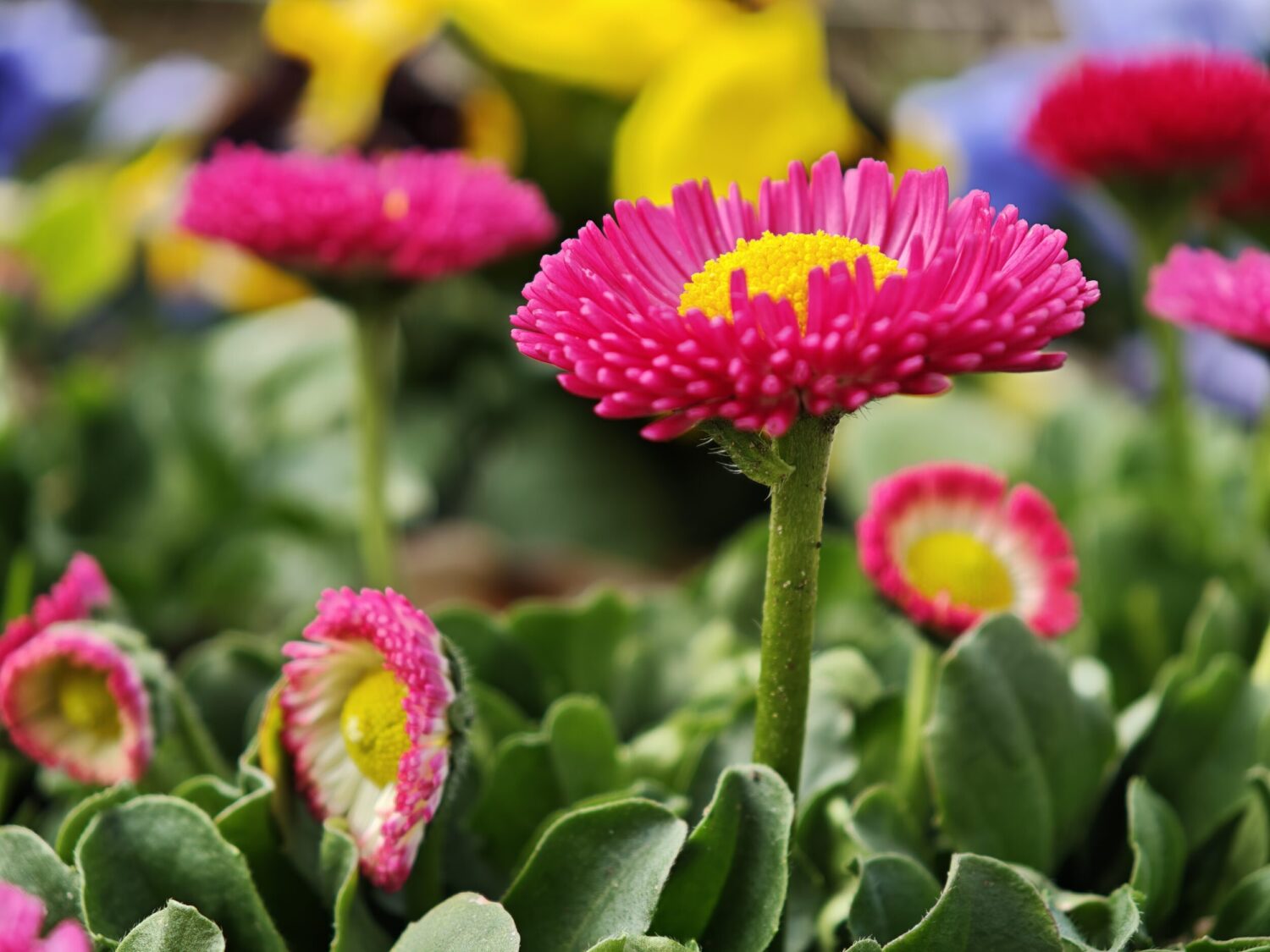 Xiaomi 15 Ultra 光学3倍望遠カメラ ピンクの花
