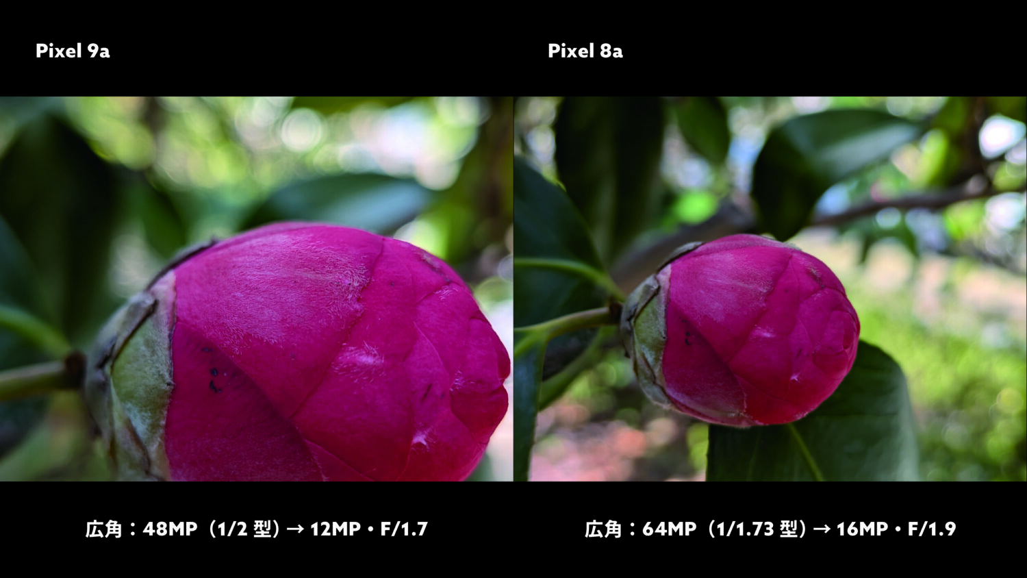 Pixel 9a vs Pixel 8a 広角カメラ 最短撮影距離(花の蕾)