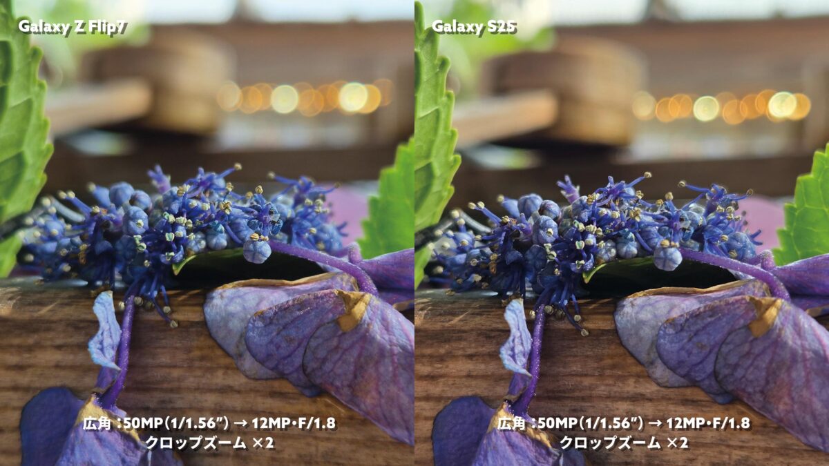 Galaxy Z Flip7 vs S25 広角×2 紫の紫陽花を撮影