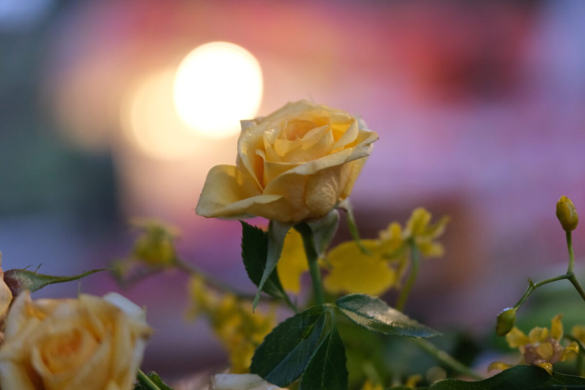 X-T50 + XF16-55mmF2.8 R LM WR II 黄色い花と光玉ボケ