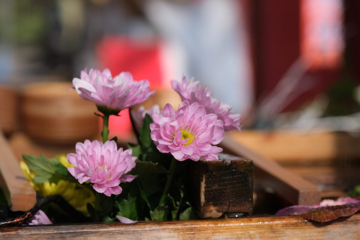 X-T50 + XF16-55mmF2.8 R LM WR II ピンクの花