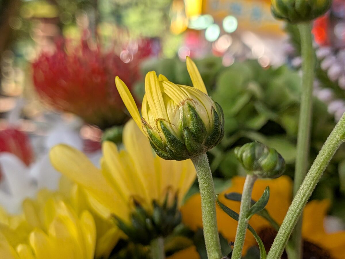 Pixel 10 広角×2 黄色の花