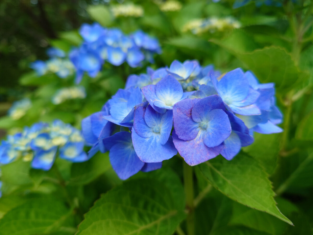 Xperia 1 VIII 作例(4)