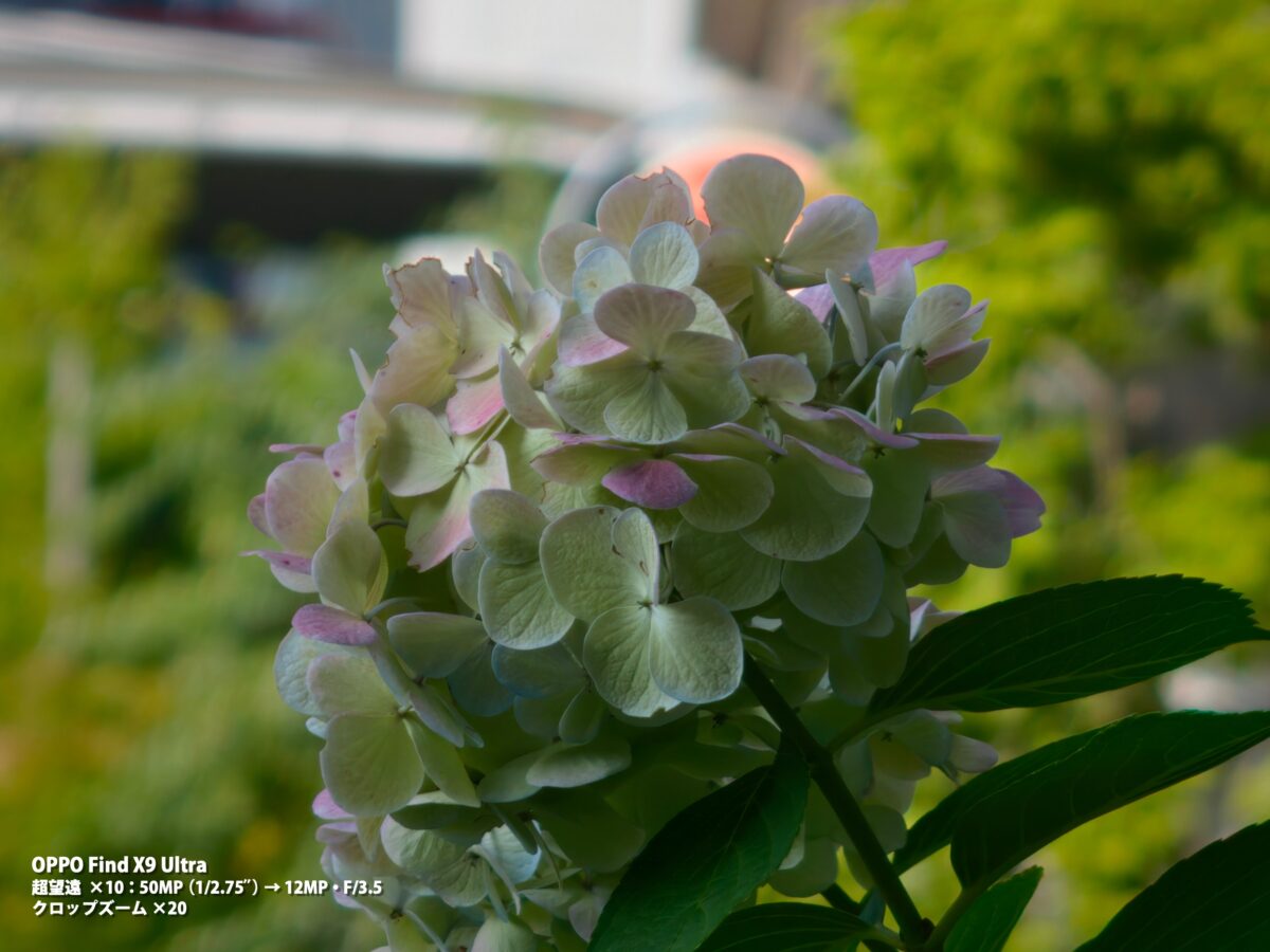 OPPO Find X9 Ultra 作例 花 アジサイ