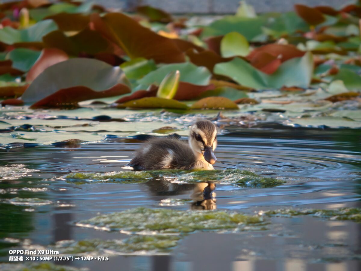 OPPO Find X9 Ultra 作例 動物 カルガモ 水面