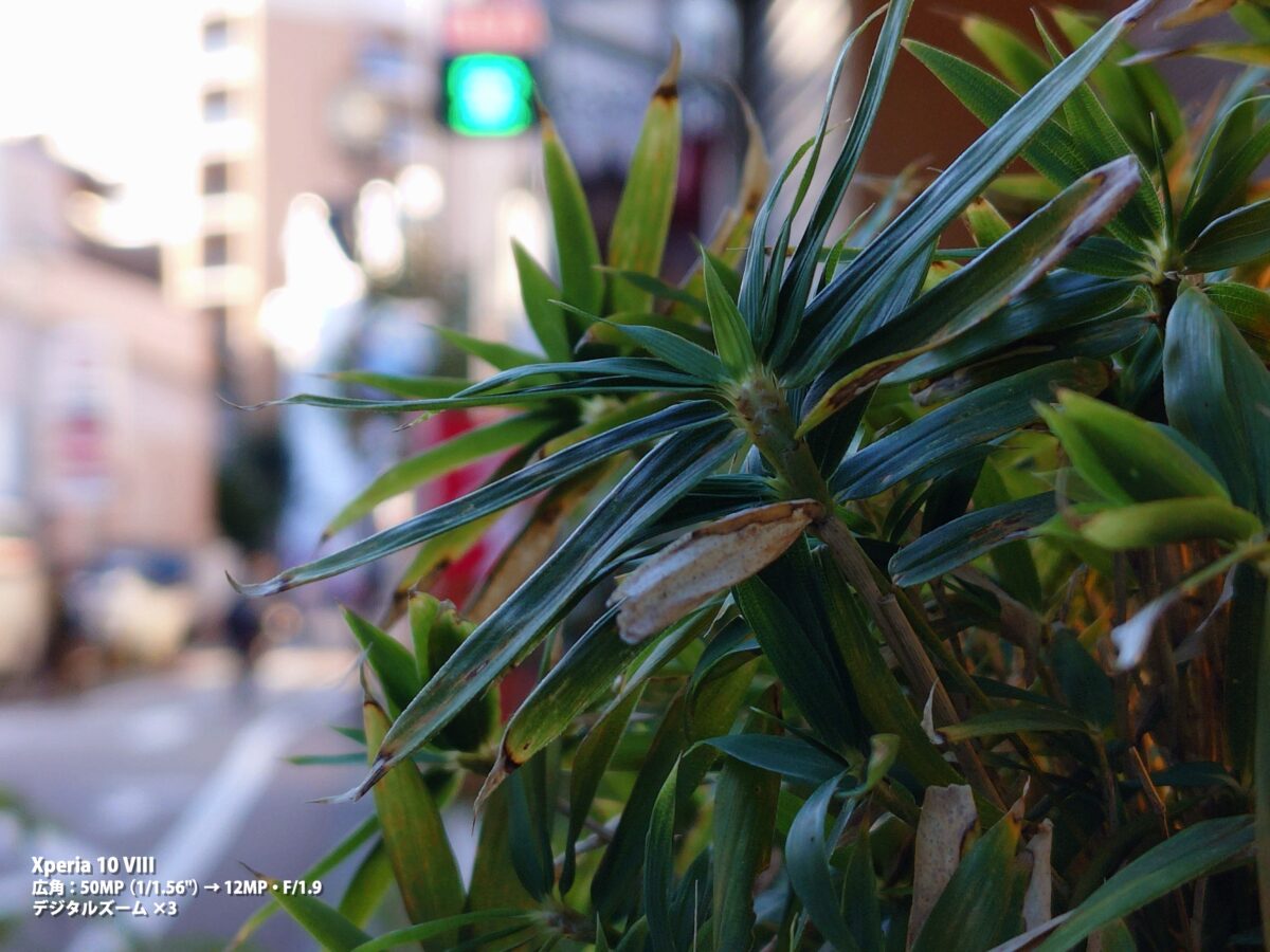 作例 植物